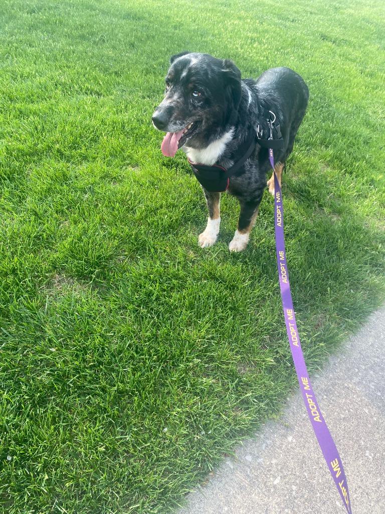 Enlarge Pepe, a Adoptable mixed breed in Findlay, OH image 2/6