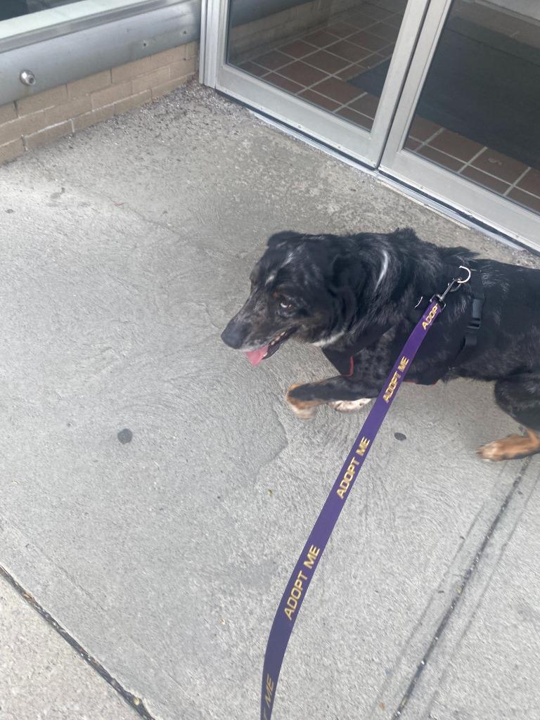 Enlarge Pepe, a Adoptable mixed breed in Findlay, OH image 4/6