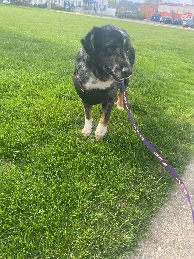 Enlarge Pepe, a Adoptable mixed breed in Findlay, OH image 5/6