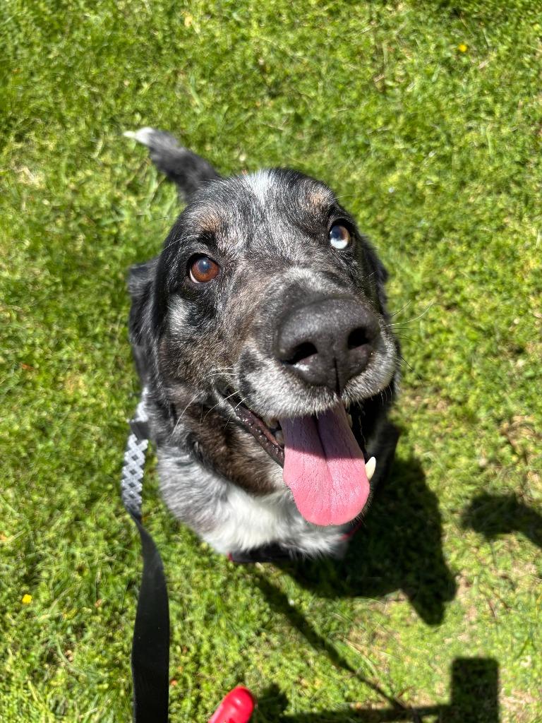 Enlarge Pepe, a Adoptable mixed breed in Findlay, OH image 6/6