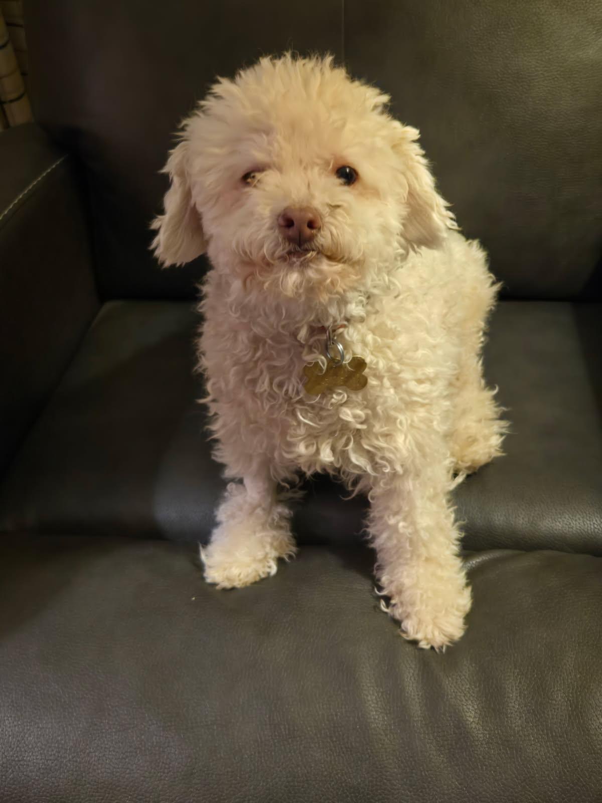 Enlarge Lucky, a ADOPTABLE Miniature Poodle in Littleton, CO image 1/1