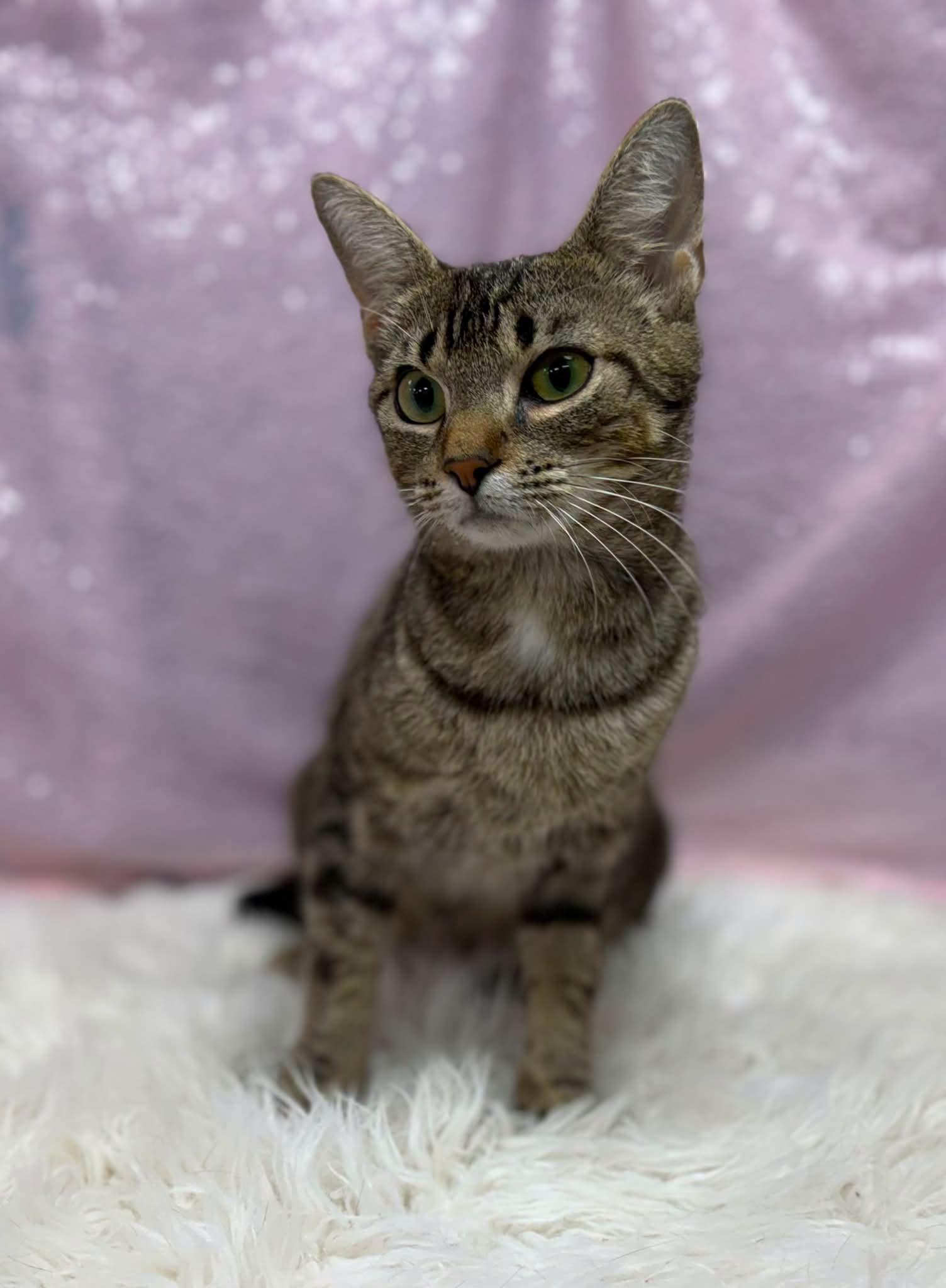 Enlarge Nubia, a Adoptable Domestic Short Hair in Clarkesville, GA image 1/1