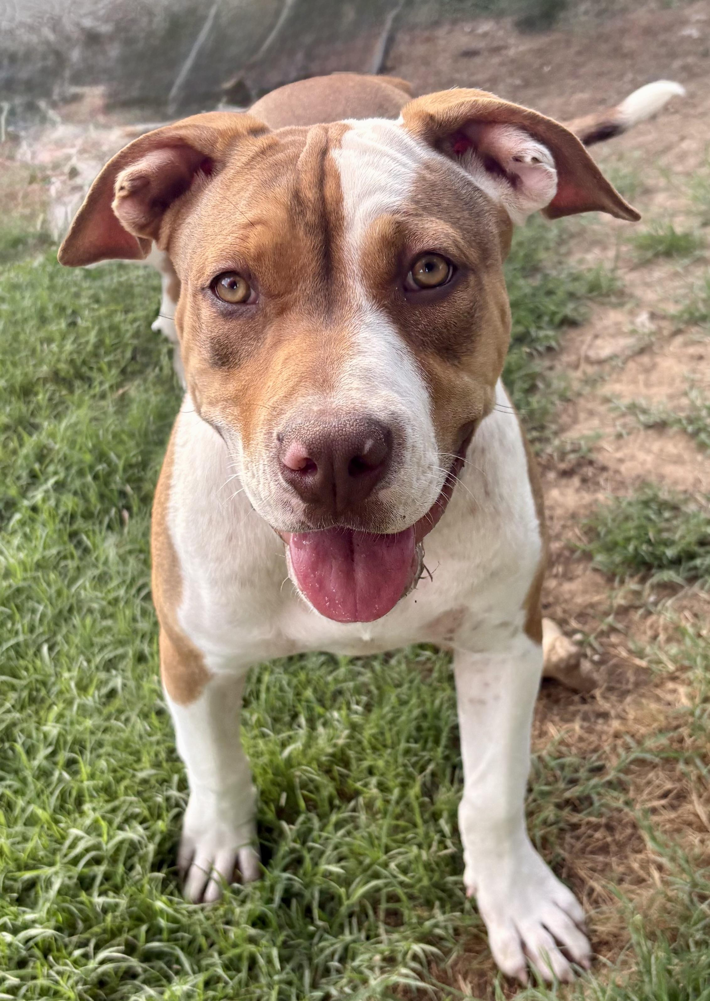 Roxie, a ADOPTABLE American Bully in Knoxville, TN image 2/5