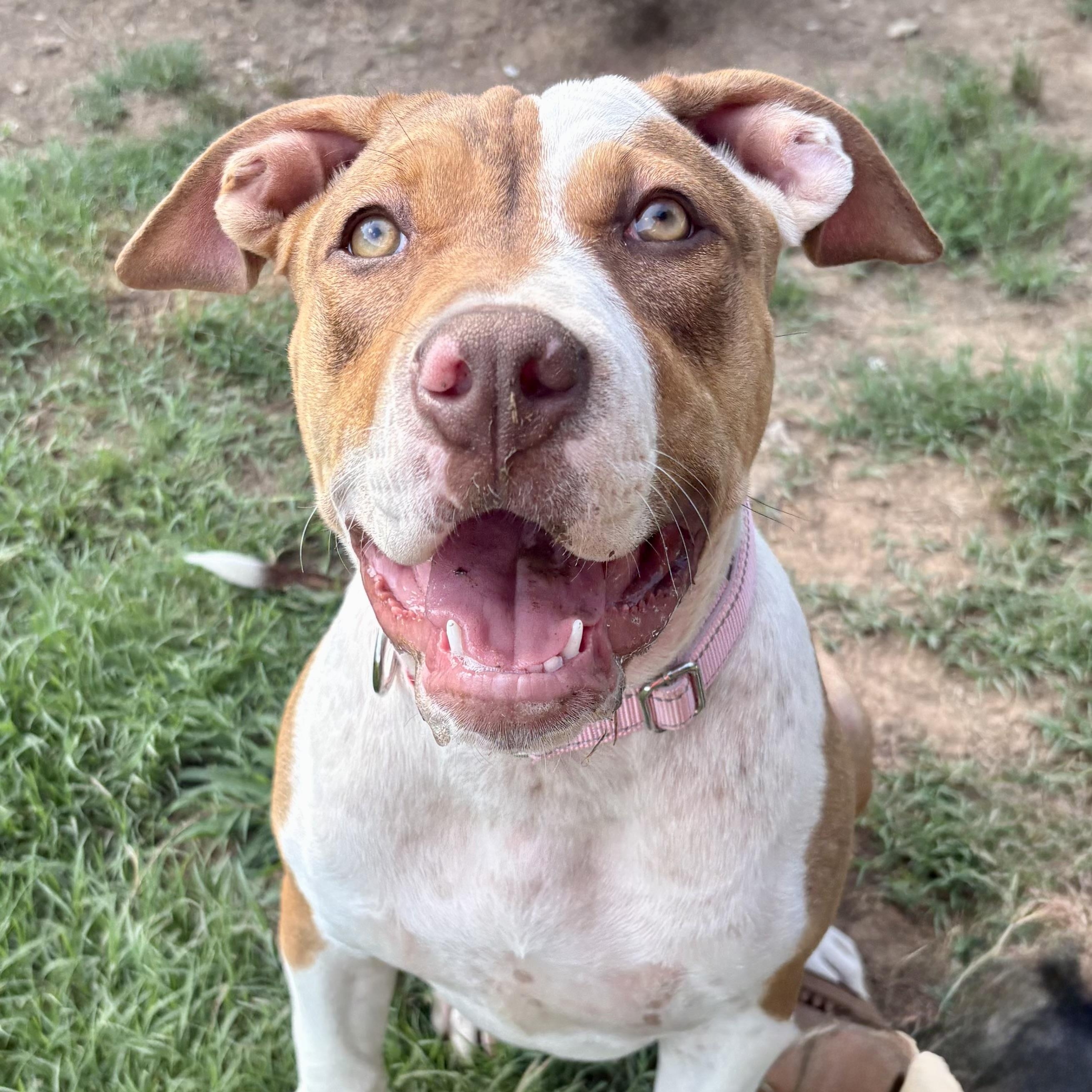 Roxie, ADOPTABLE, Young Female American Bully.