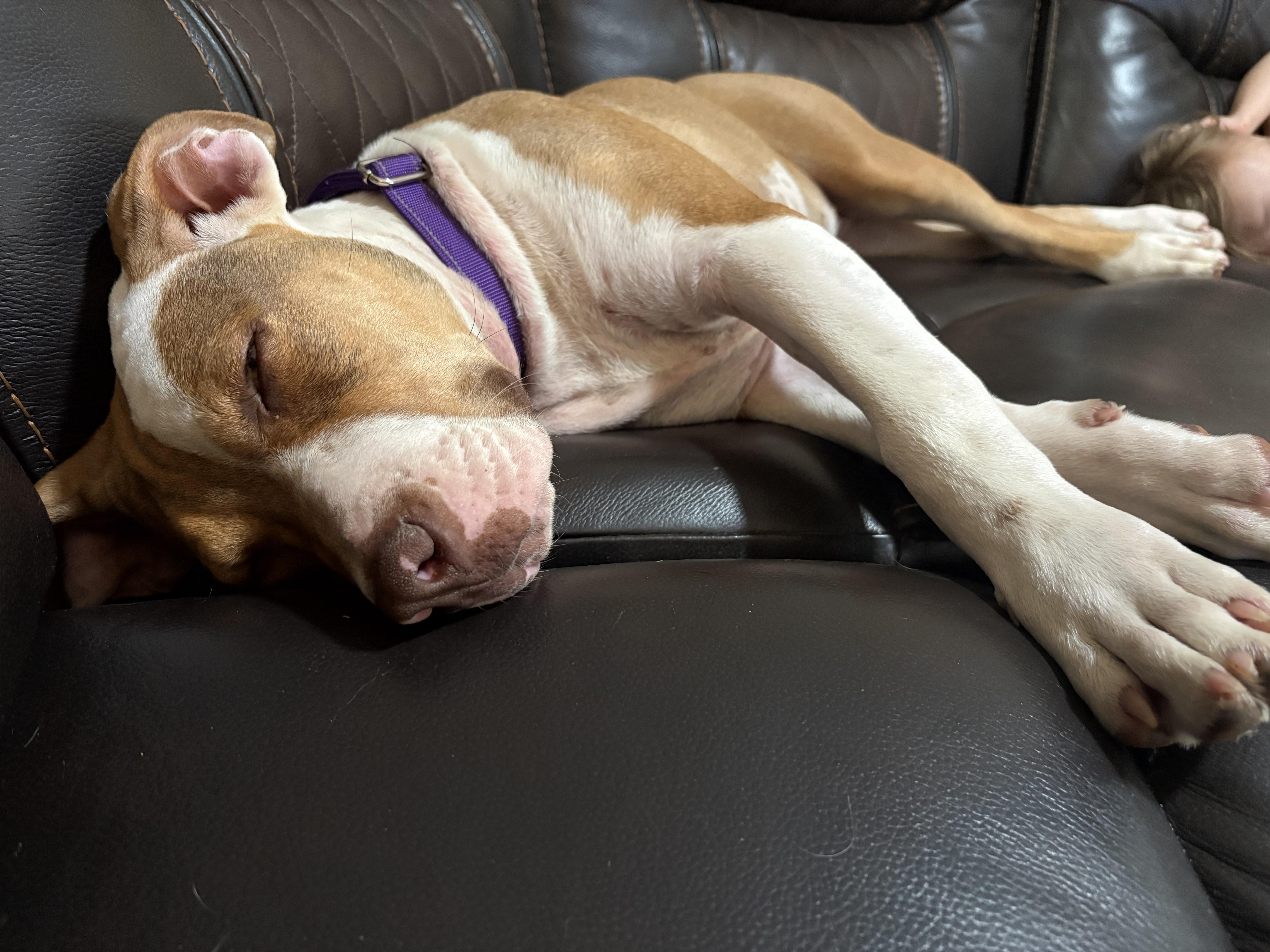 Roxie, a ADOPTABLE American Bully in Knoxville, TN image 5/5