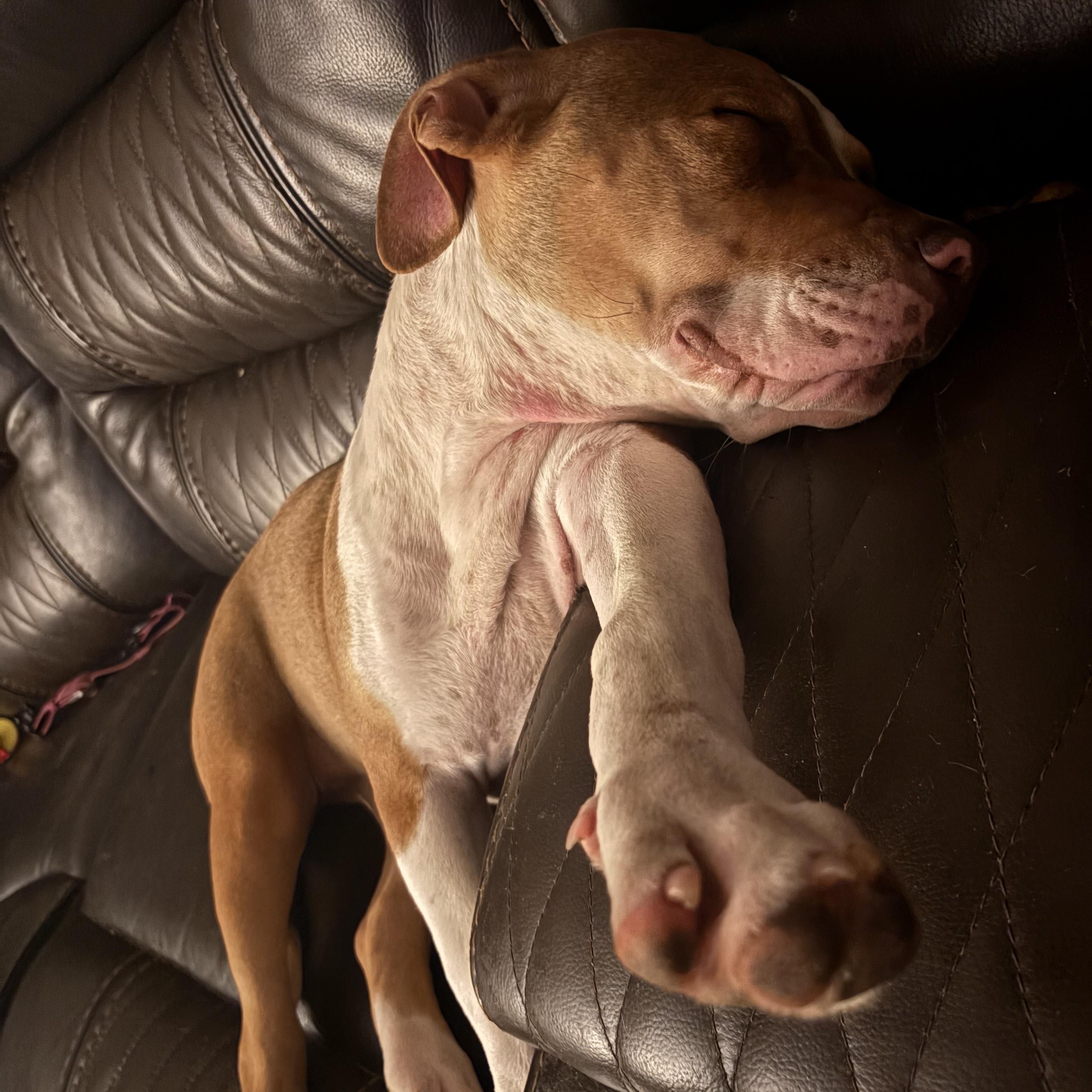 Roxie, a ADOPTABLE American Bully in Knoxville, TN image 4/5