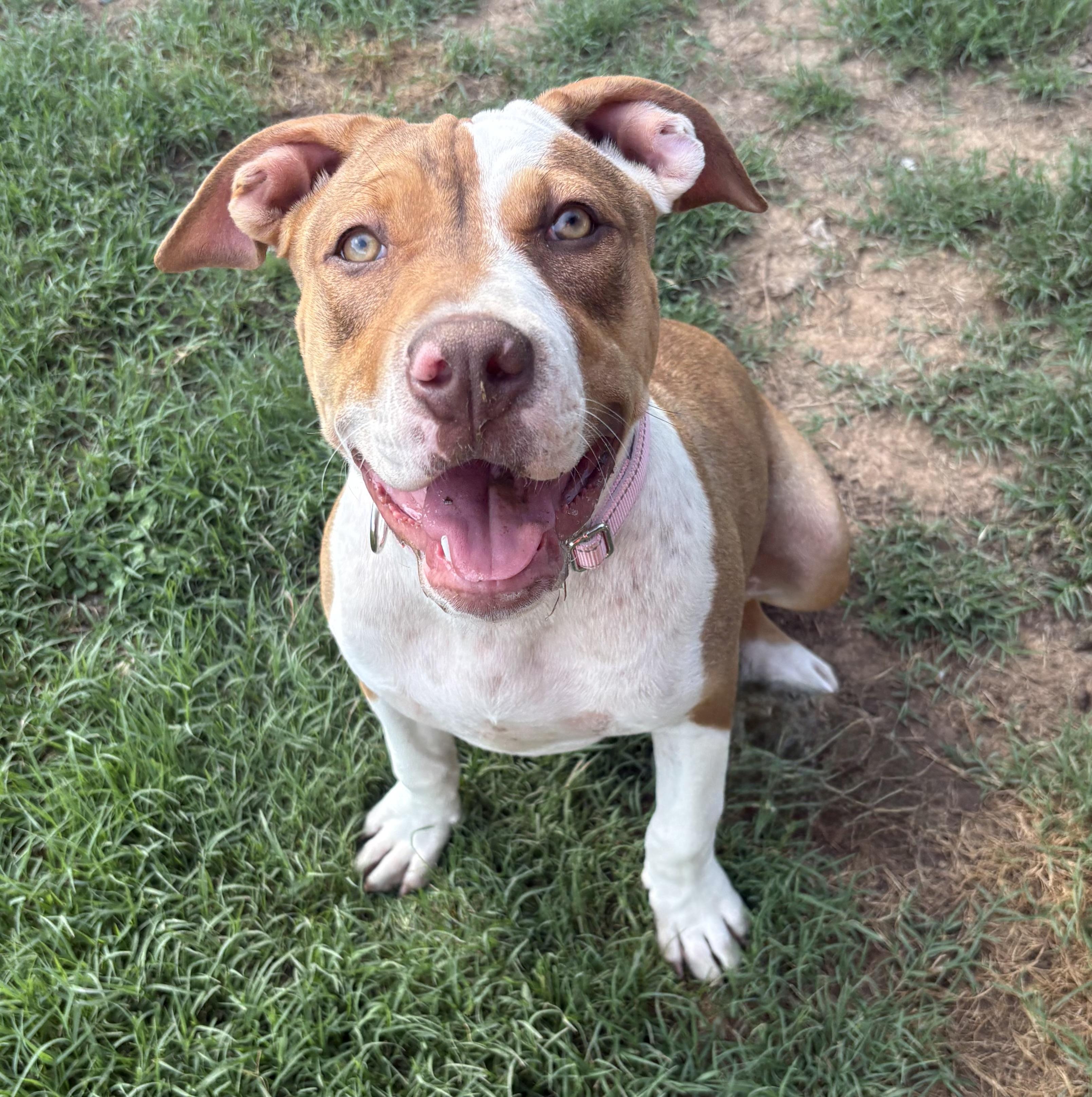 Roxie, a ADOPTABLE American Bully in Knoxville, TN image 3/5
