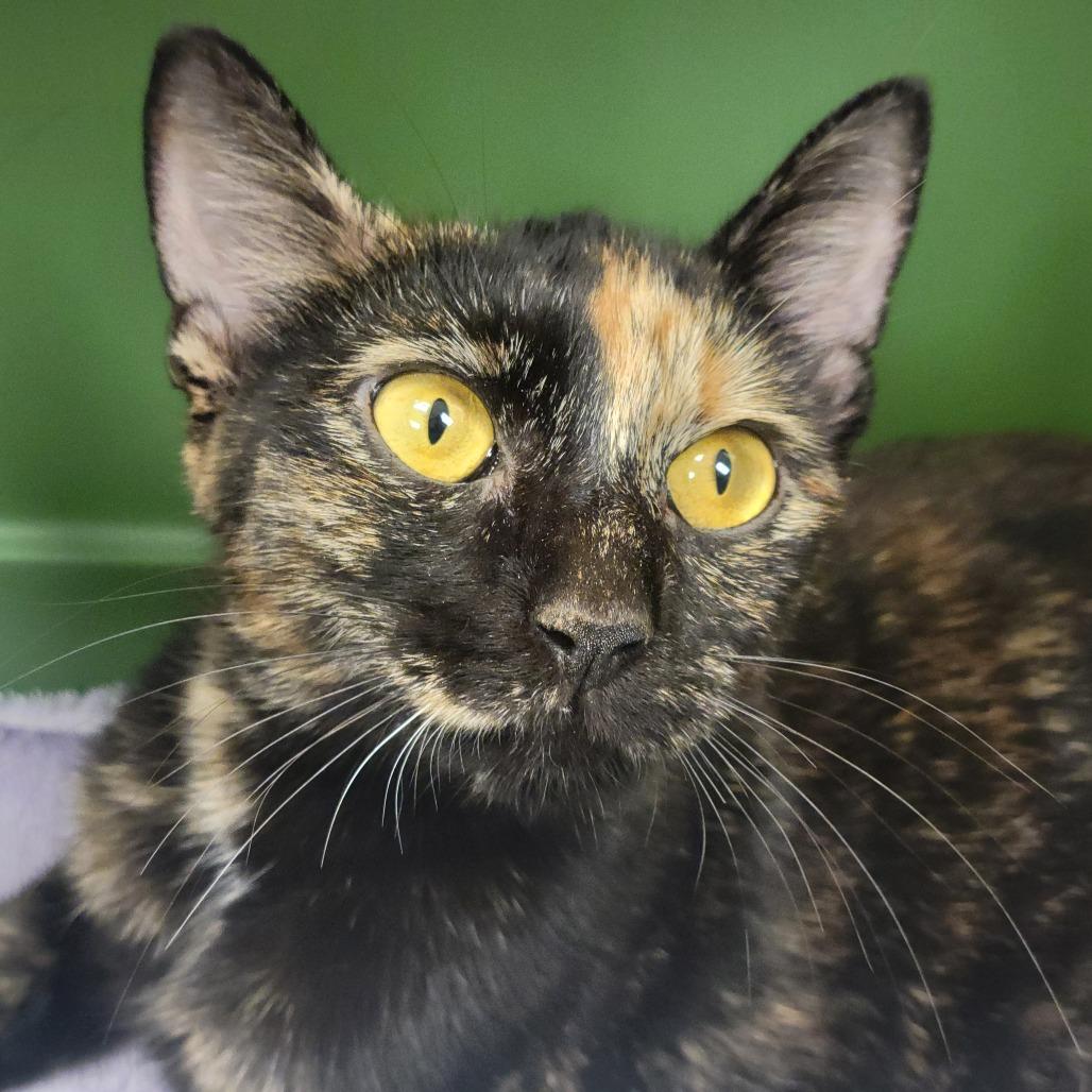 Enlarge Harvest, a Adoptable Domestic Short Hair in Sarasota, FL image 1/1