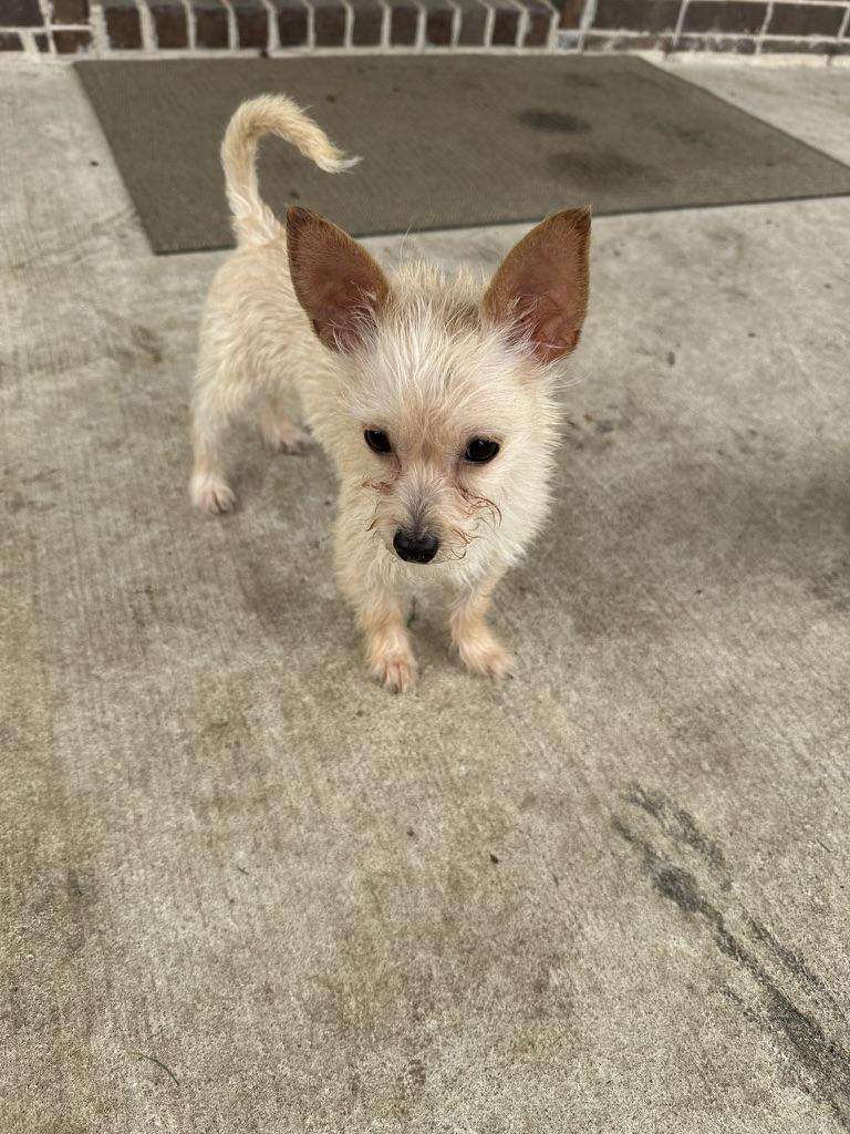 Star, a Adopted mixed breed in Carrollton, TX image 1/5