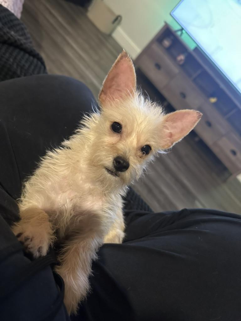 Star, a Adopted mixed breed in Carrollton, TX image 2/5