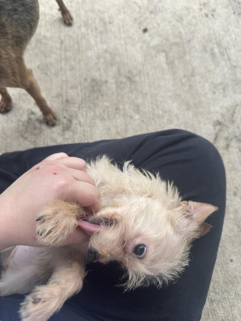 Star, a Adopted mixed breed in Carrollton, TX image 4/5