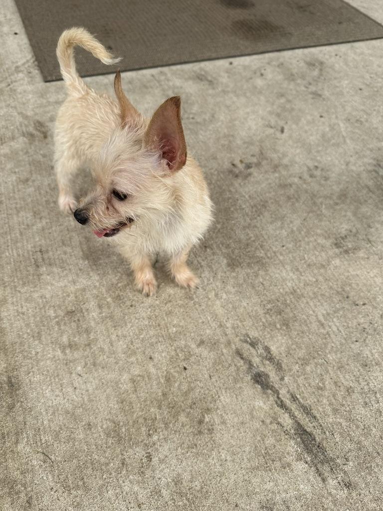 Star, a Adopted mixed breed in Carrollton, TX image 5/5