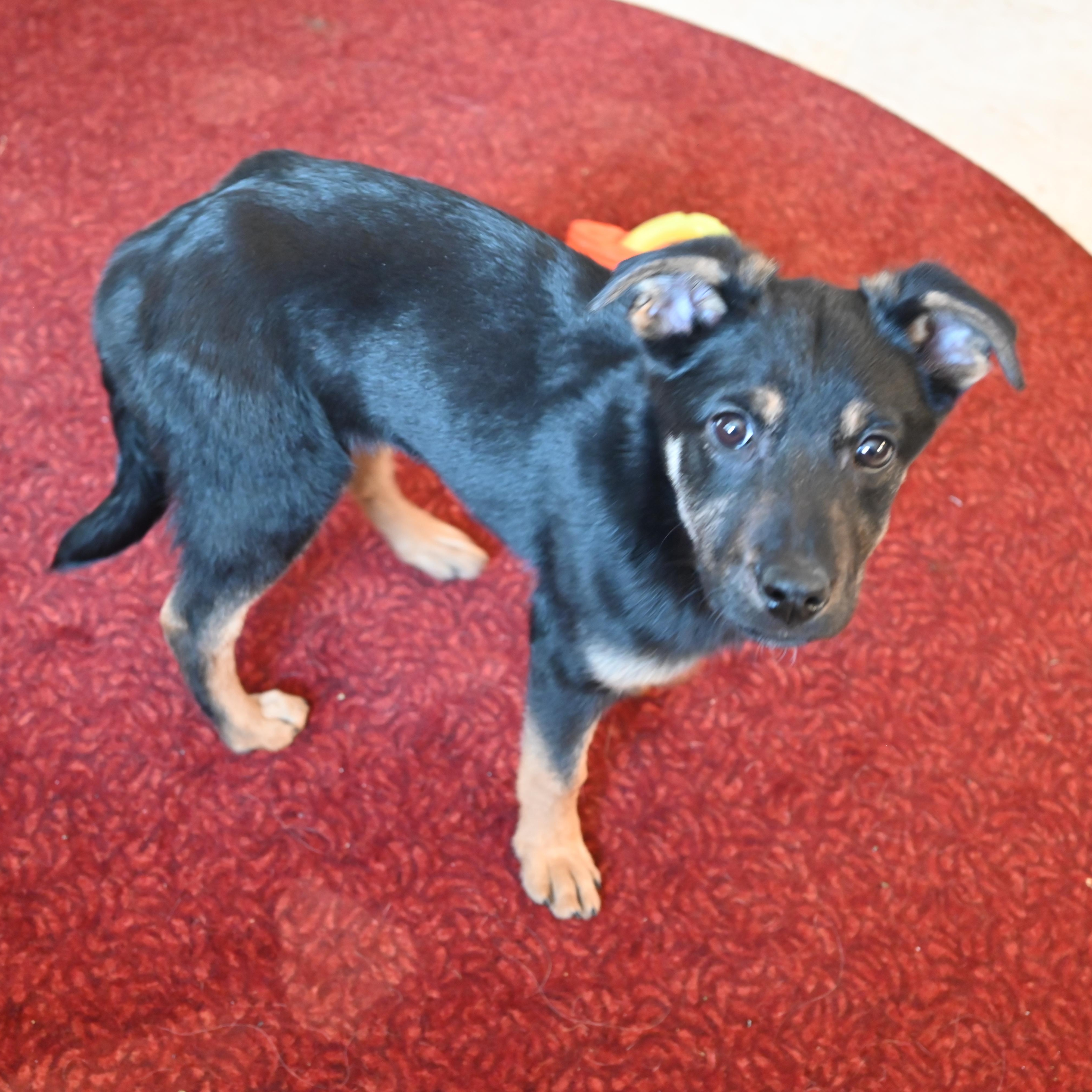 Gingersnap, ADOPTABLE, Puppy Female Shepherd & Golden Retriever.