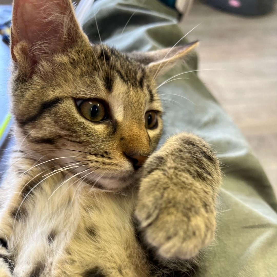 Jameson, Adoptable, Kitten Male Domestic Short Hair.