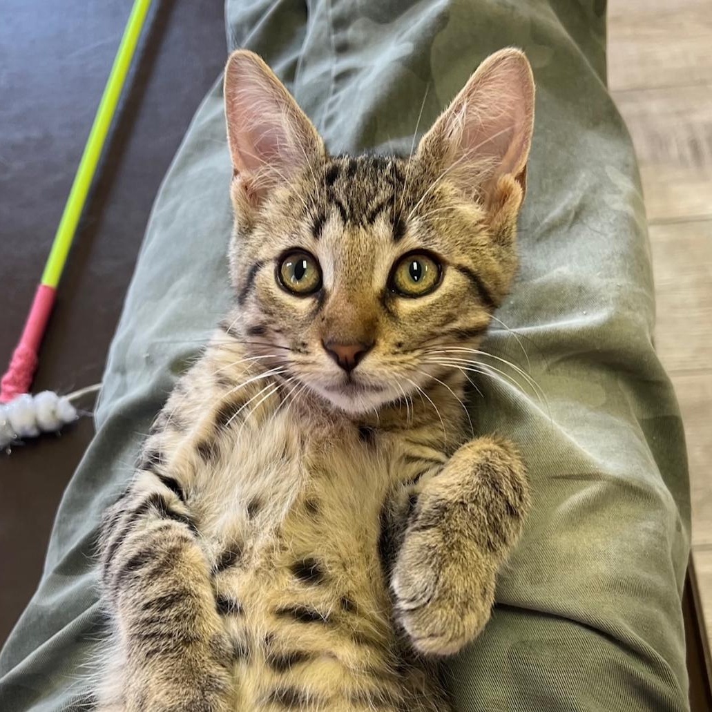 Jameson, a Adoptable Domestic Short Hair in Kankakee, IL image 2/6