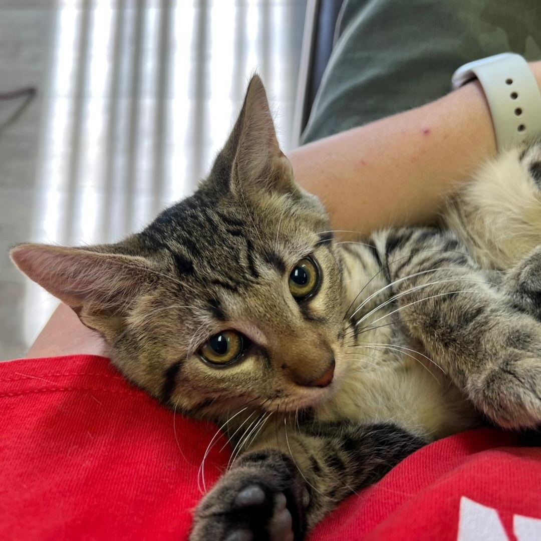 Jameson, a Adoptable Domestic Short Hair in Kankakee, IL image 3/6