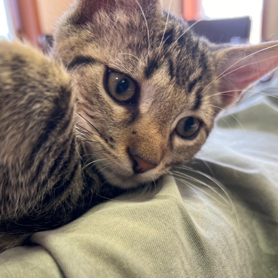 Jameson, a Adoptable Domestic Short Hair in Kankakee, IL image 4/6