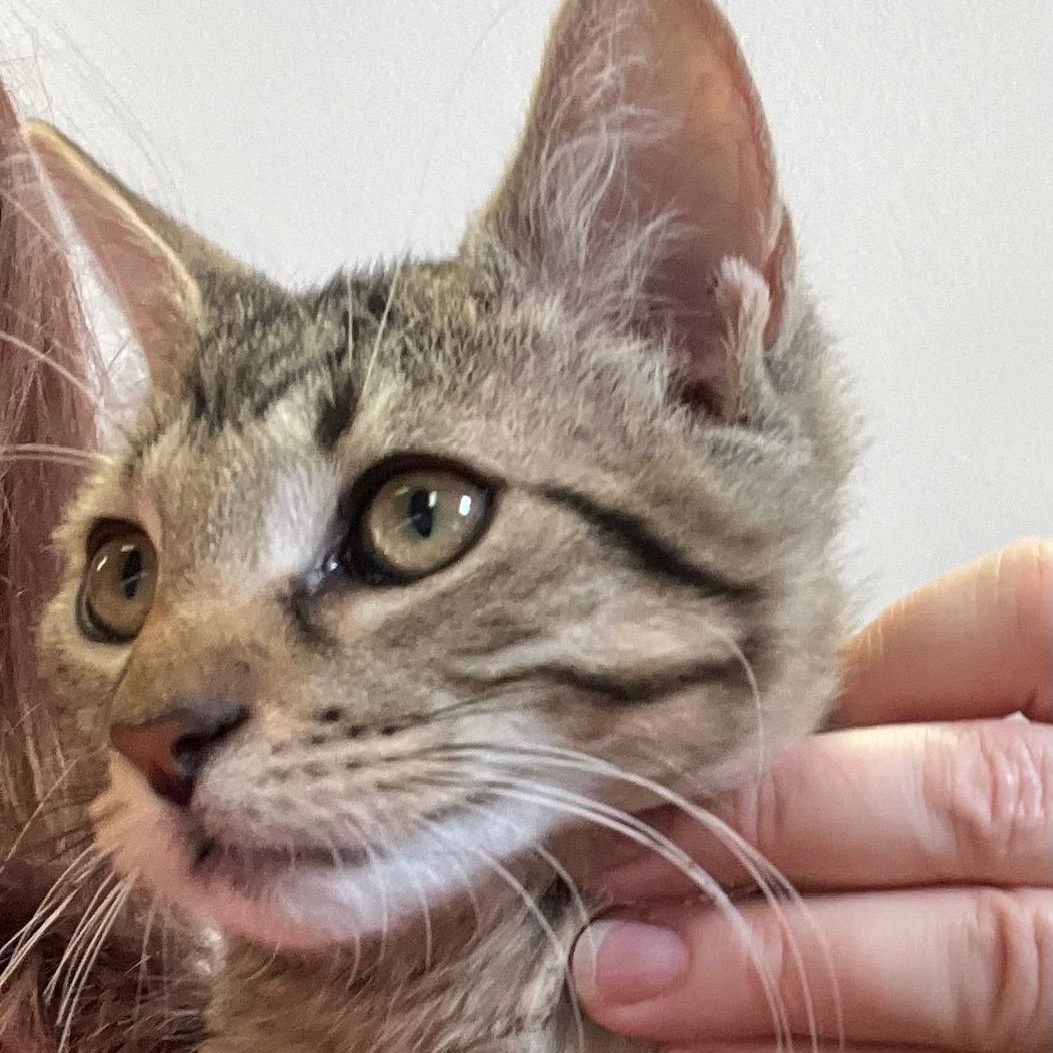 Jameson, a Adoptable Domestic Short Hair in Kankakee, IL image 5/6