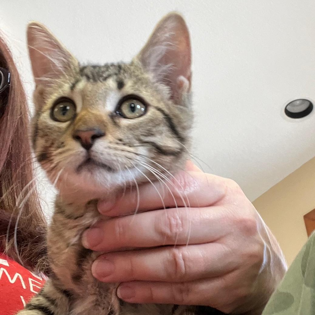 Jameson, a Adoptable Domestic Short Hair in Kankakee, IL image 6/6