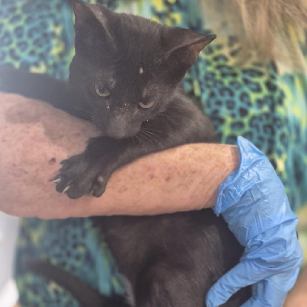 Xenos, Adoptable, Kitten Male Domestic Short Hair.