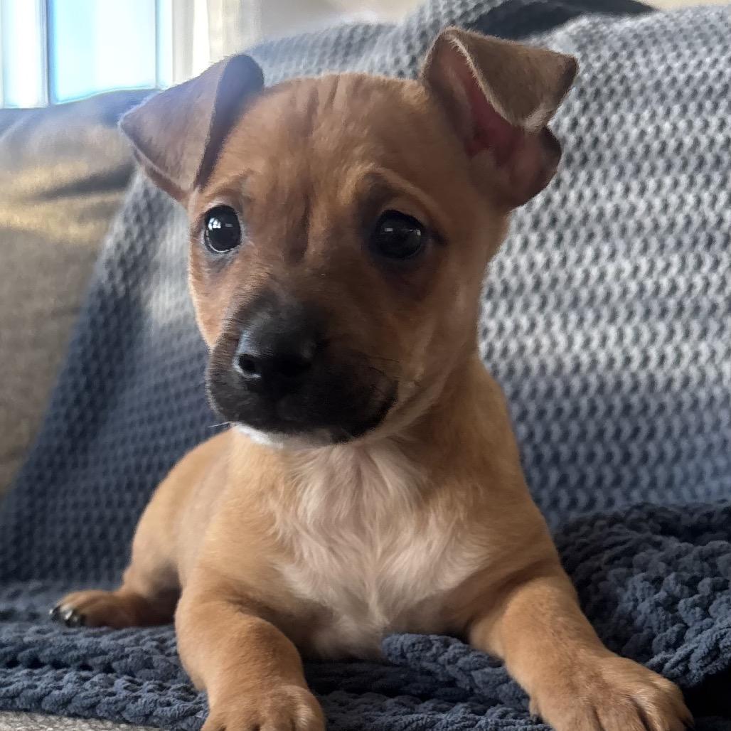 Forest, a Adoptable Terrier in La Grange, KY image 1/3