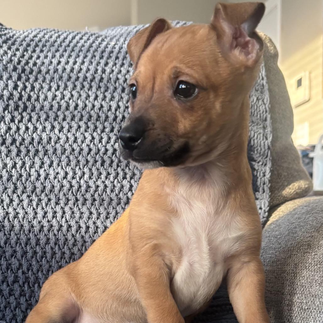Forest, a Adoptable Terrier in La Grange, KY image 2/3