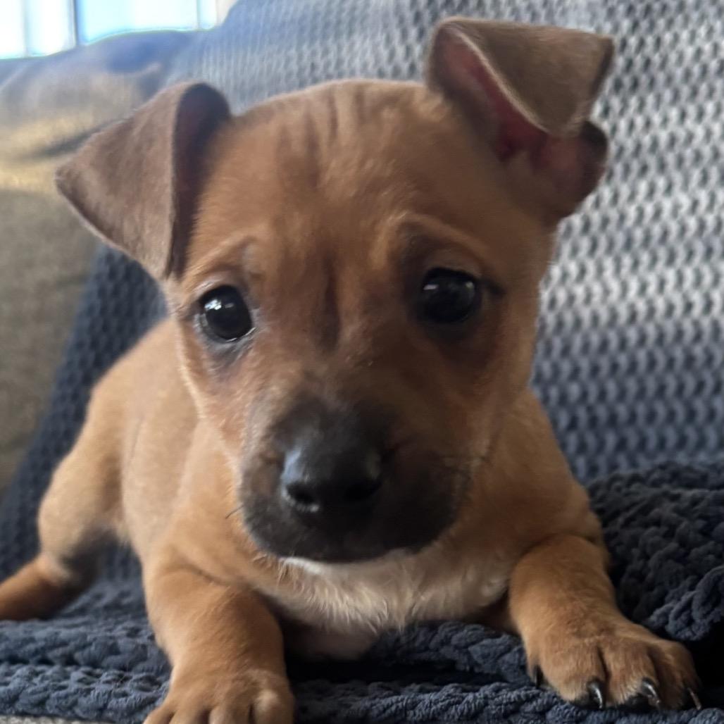 Forest, a Adoptable Terrier in La Grange, KY image 3/3