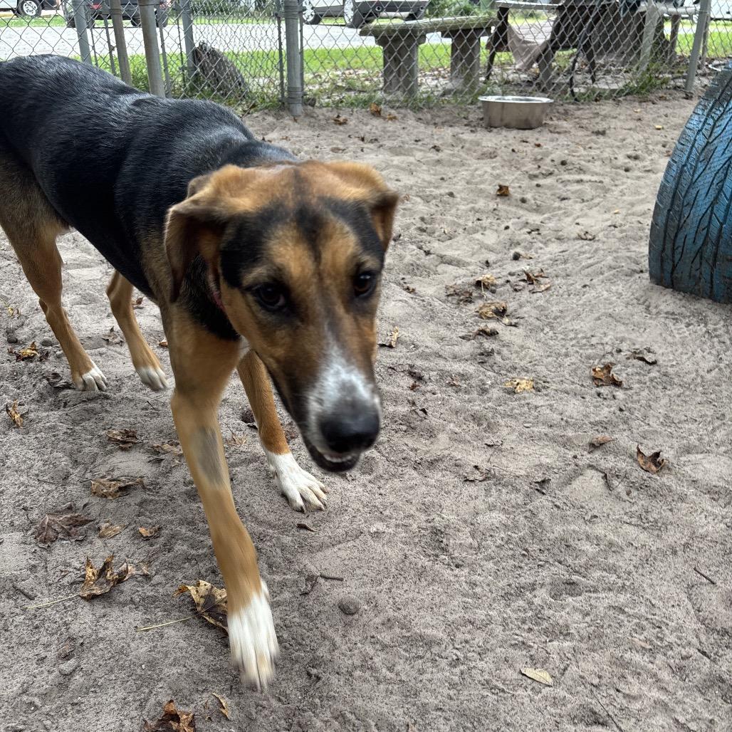 Enlarge Kallie 29916, a Adoptable Mixed Breed in Middleburg, FL image 1/3