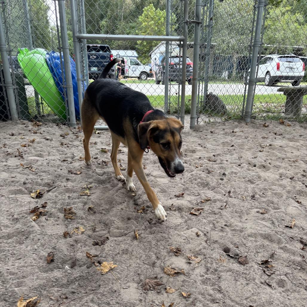 Enlarge Kallie 29916, a Adoptable Mixed Breed in Middleburg, FL image 2/3