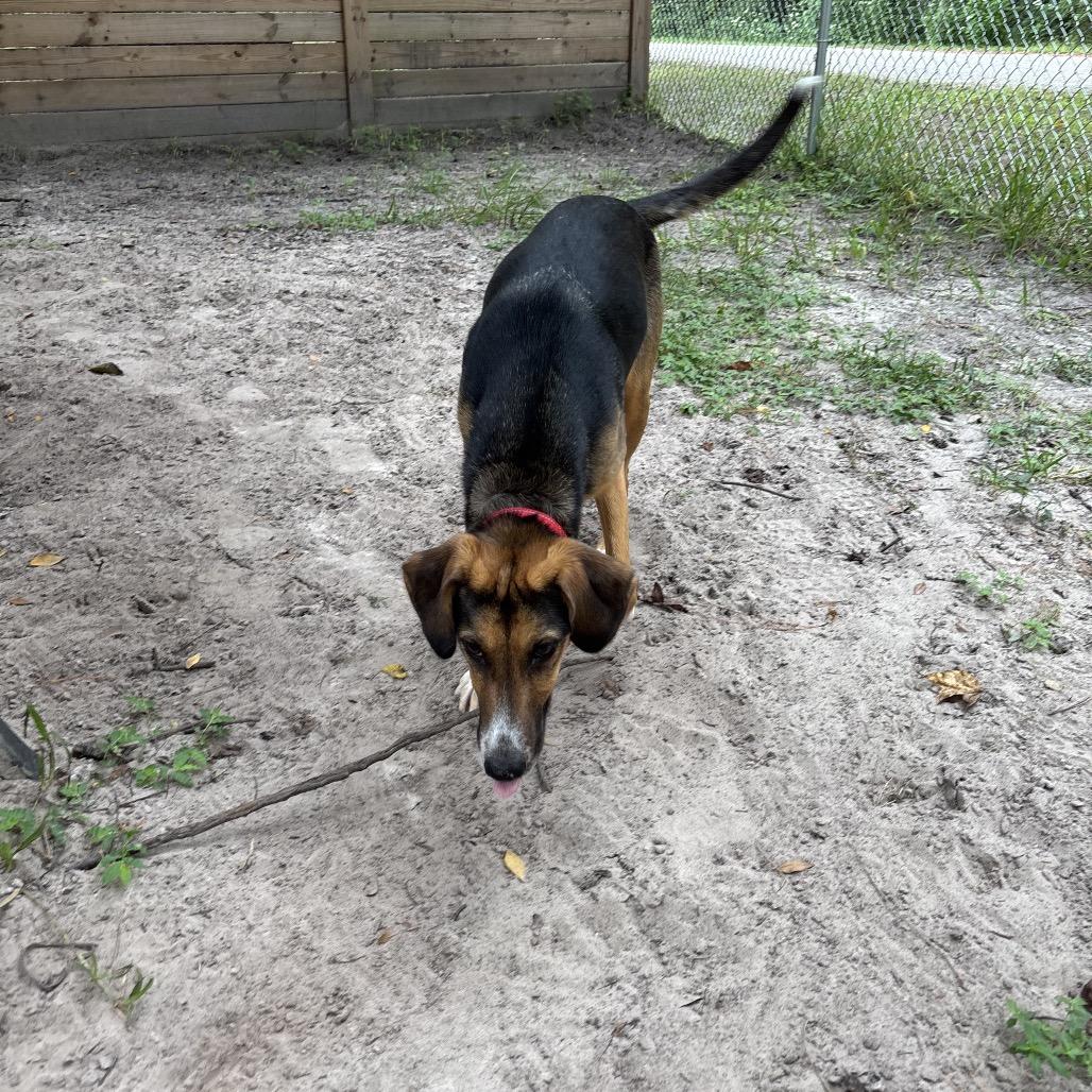 Enlarge Kallie 29916, a Adoptable Mixed Breed in Middleburg, FL image 3/3
