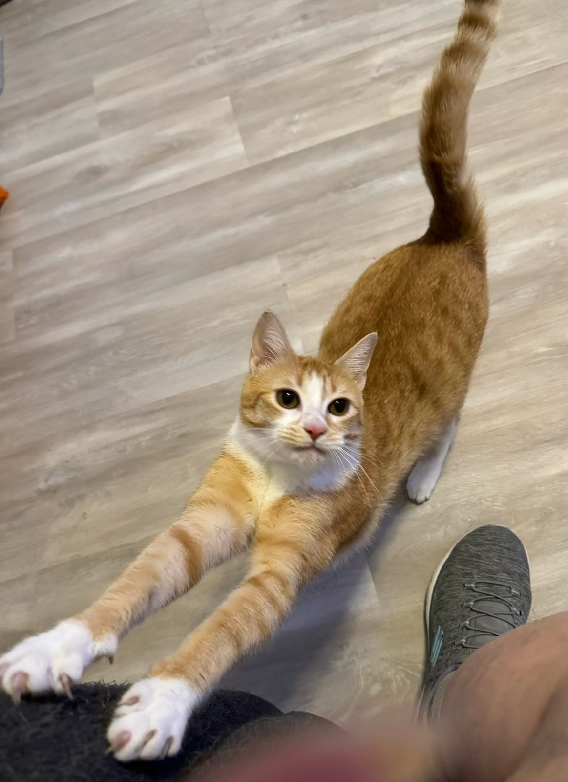 Ariel - Kuykendahl Petsmart, Adoptable, Adult Female Domestic Short Hair.