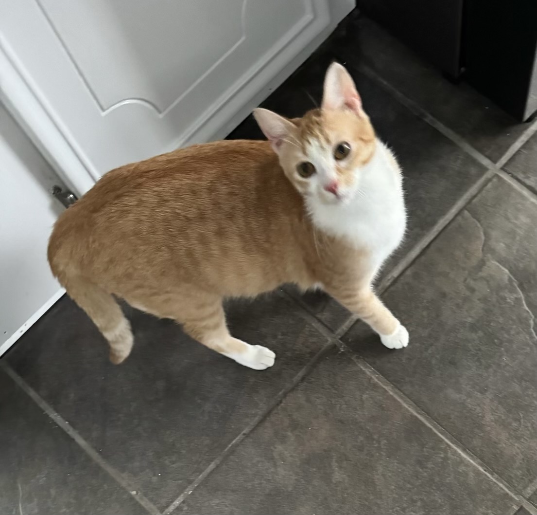 Ariel - Kuykendahl Petsmart — thumbnail 2