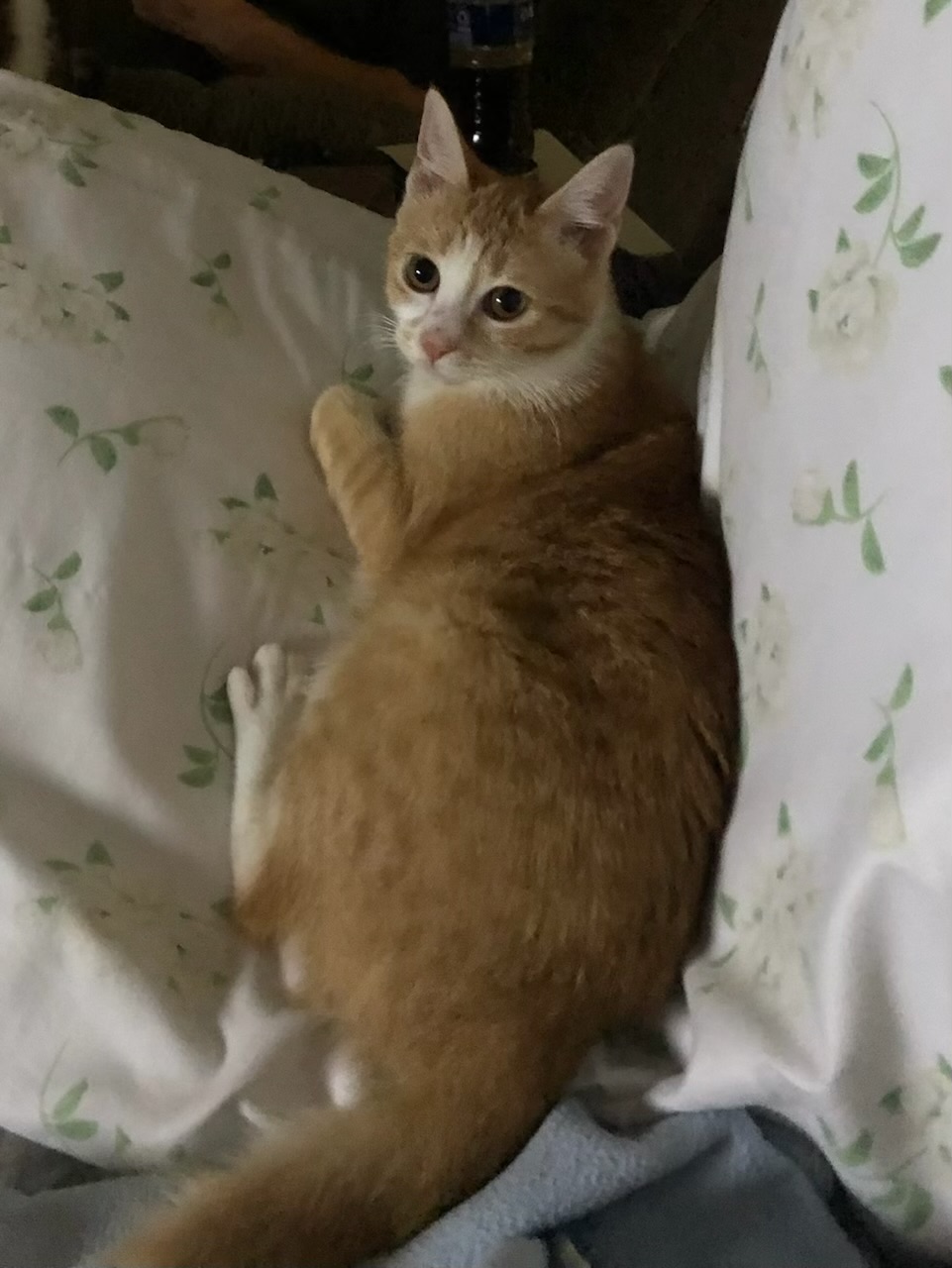 Ariel - Kuykendahl Petsmart, a Adoptable Domestic Short Hair in Spring, TX image 3/4