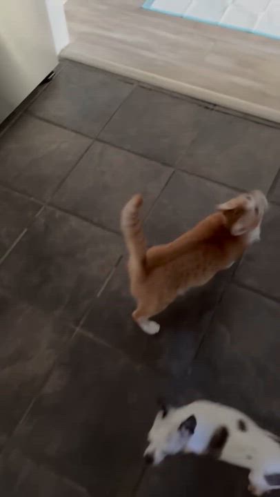 Enlarge Ariel - Kuykendahl Petsmart, a Adoptable Domestic Short Hair in Spring, TX video 4/4