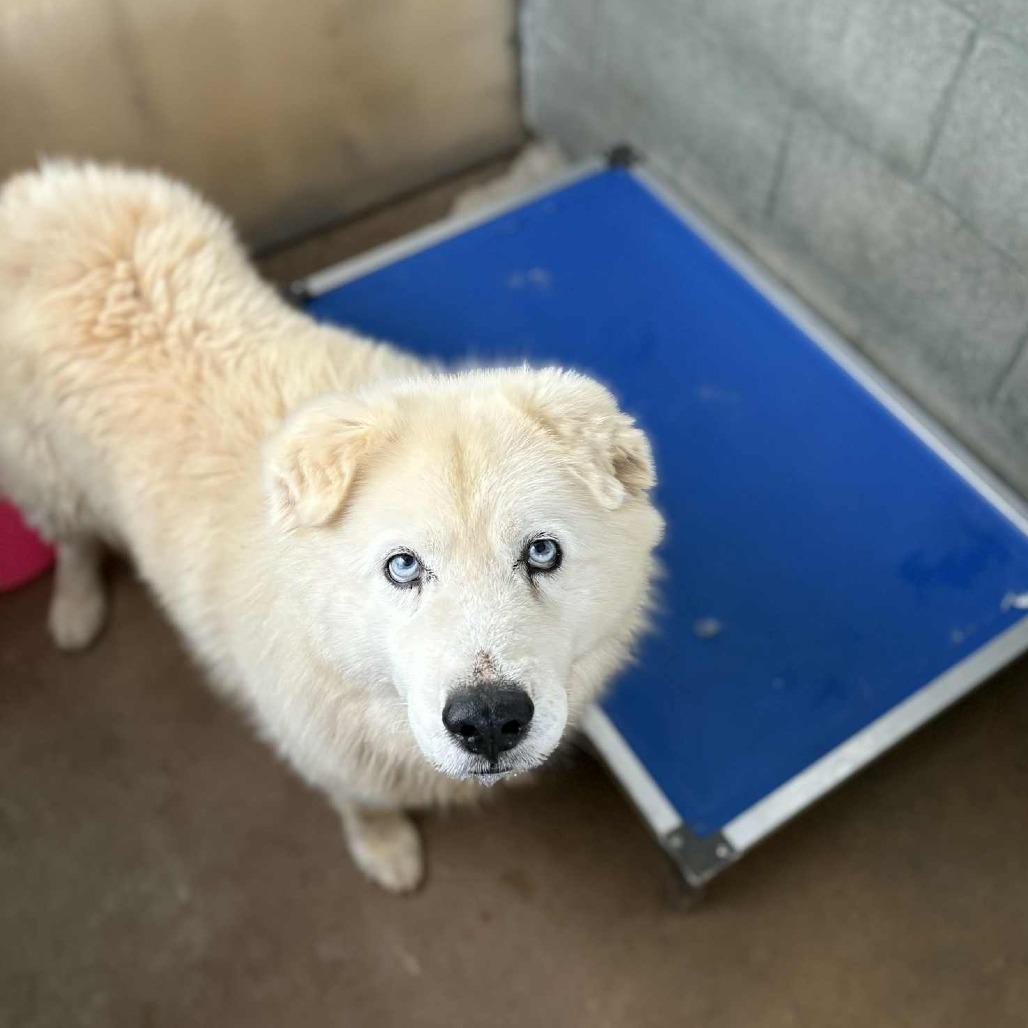 Bear, a Adoptable mixed breed in Stephenville, TX image 1/6
