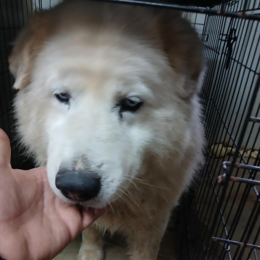 Bear, a Adoptable mixed breed in Stephenville, TX image 4/6