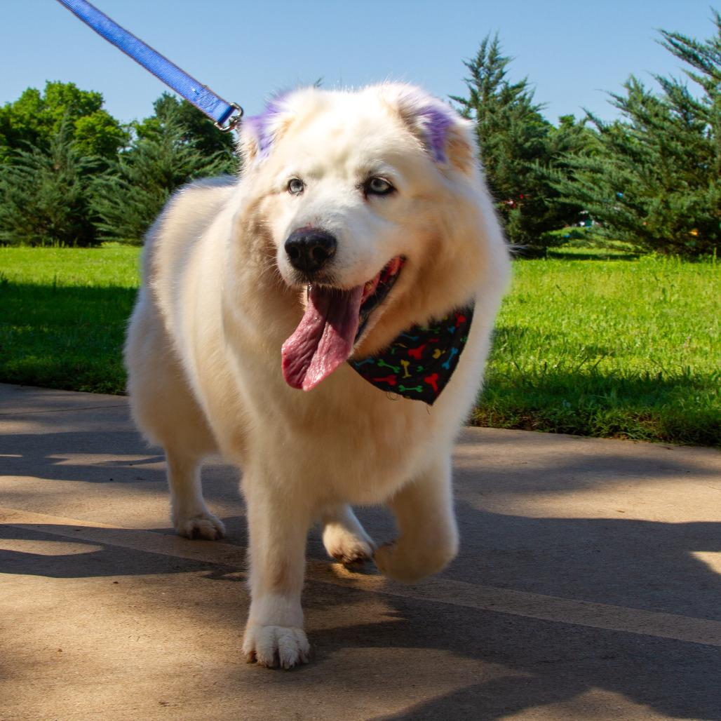 Bear, a Adoptable mixed breed in Stephenville, TX image 5/6