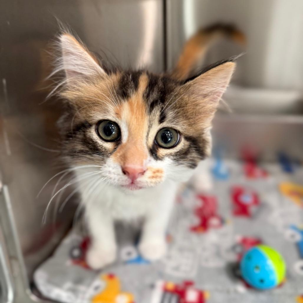 Claudia, Adoptable, Kitten Female Domestic Long Hair.