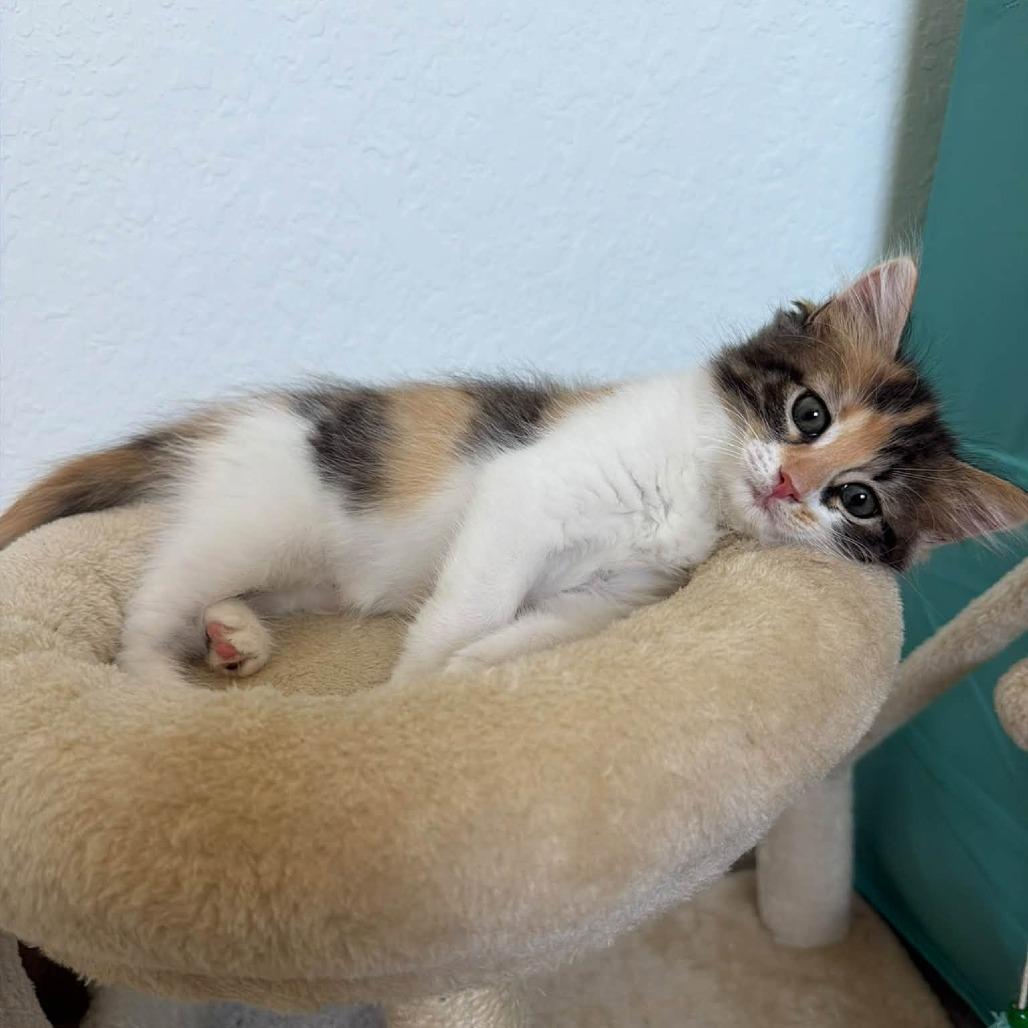 Enlarge Claudia, a Adoptable Domestic Long Hair in Bradenton, FL image 2/4