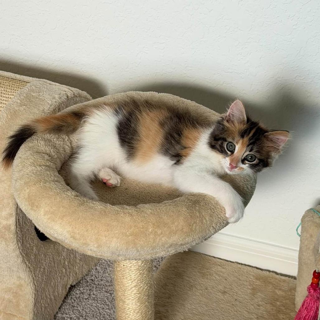 Enlarge Claudia, a Adoptable Domestic Long Hair in Bradenton, FL image 3/4