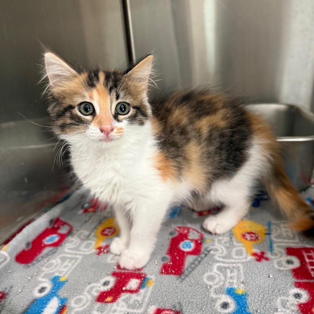 Enlarge Claudia, a Adoptable Domestic Long Hair in Bradenton, FL image 4/4