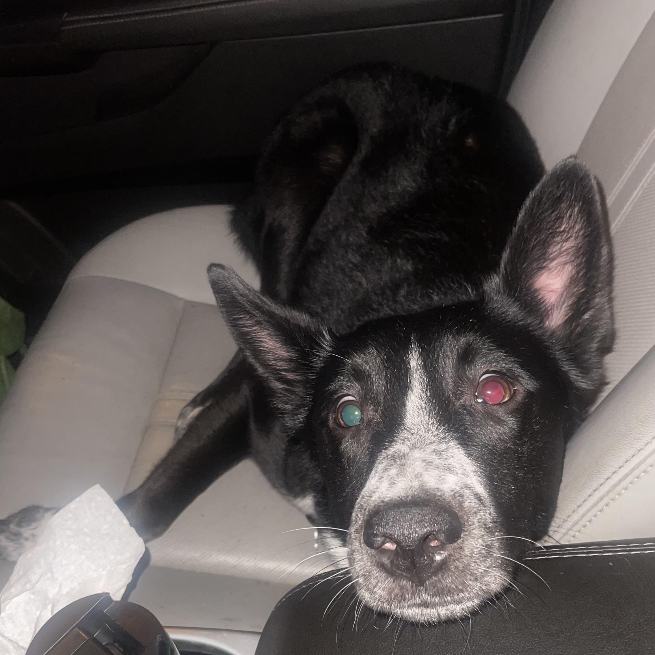 Tito, a Adoptable mixed breed in Minneapolis, MN image 5/6