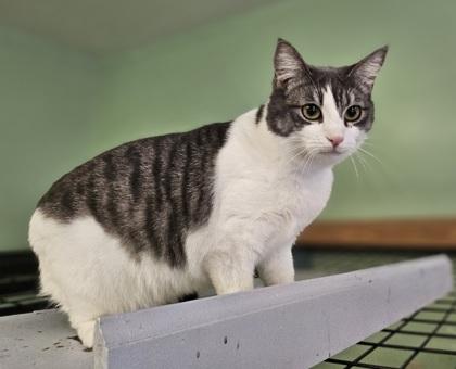 Enlarge Cucumber, a Adoptable Domestic Short Hair in Pendleton, OR image 1/2