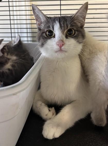 Enlarge Cucumber, a Adoptable Domestic Short Hair in Pendleton, OR image 1/2