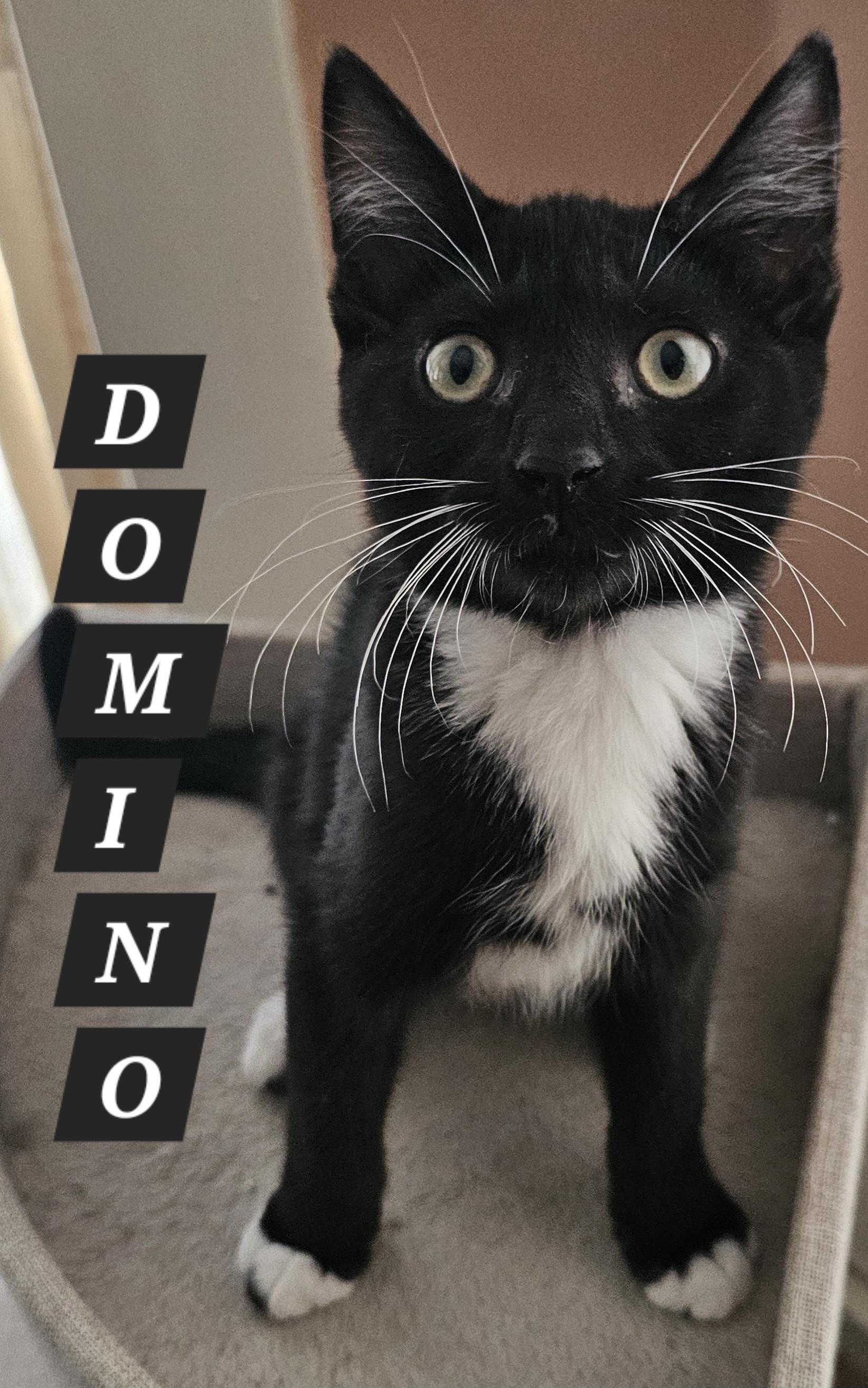 Domino