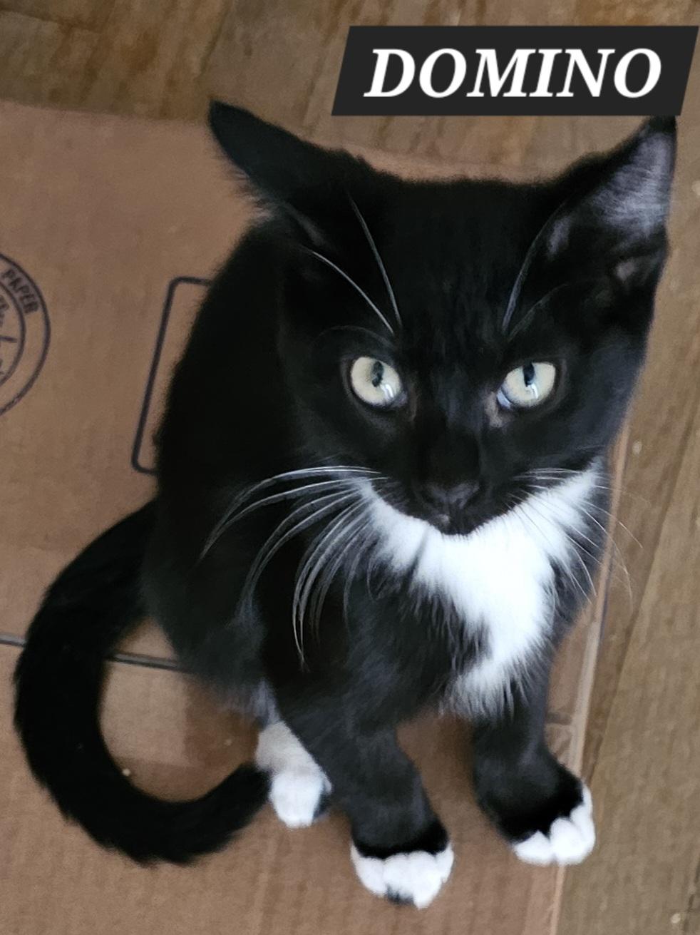 Domino
