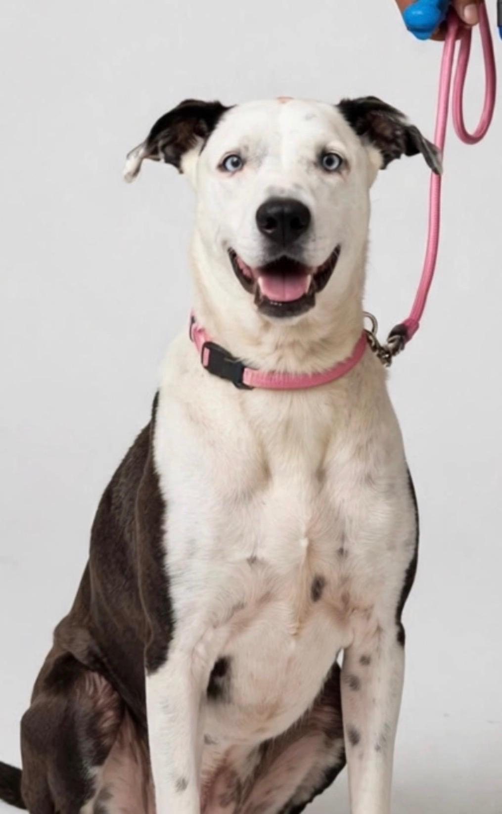 SAYLOR, Adoptable, Adult Female Catahoula Leopard Dog.
