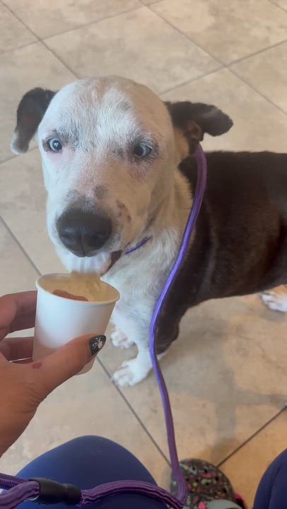 Enlarge SAYLOR, a Adoptable mixed breed in East Syracuse , NY video 6/6