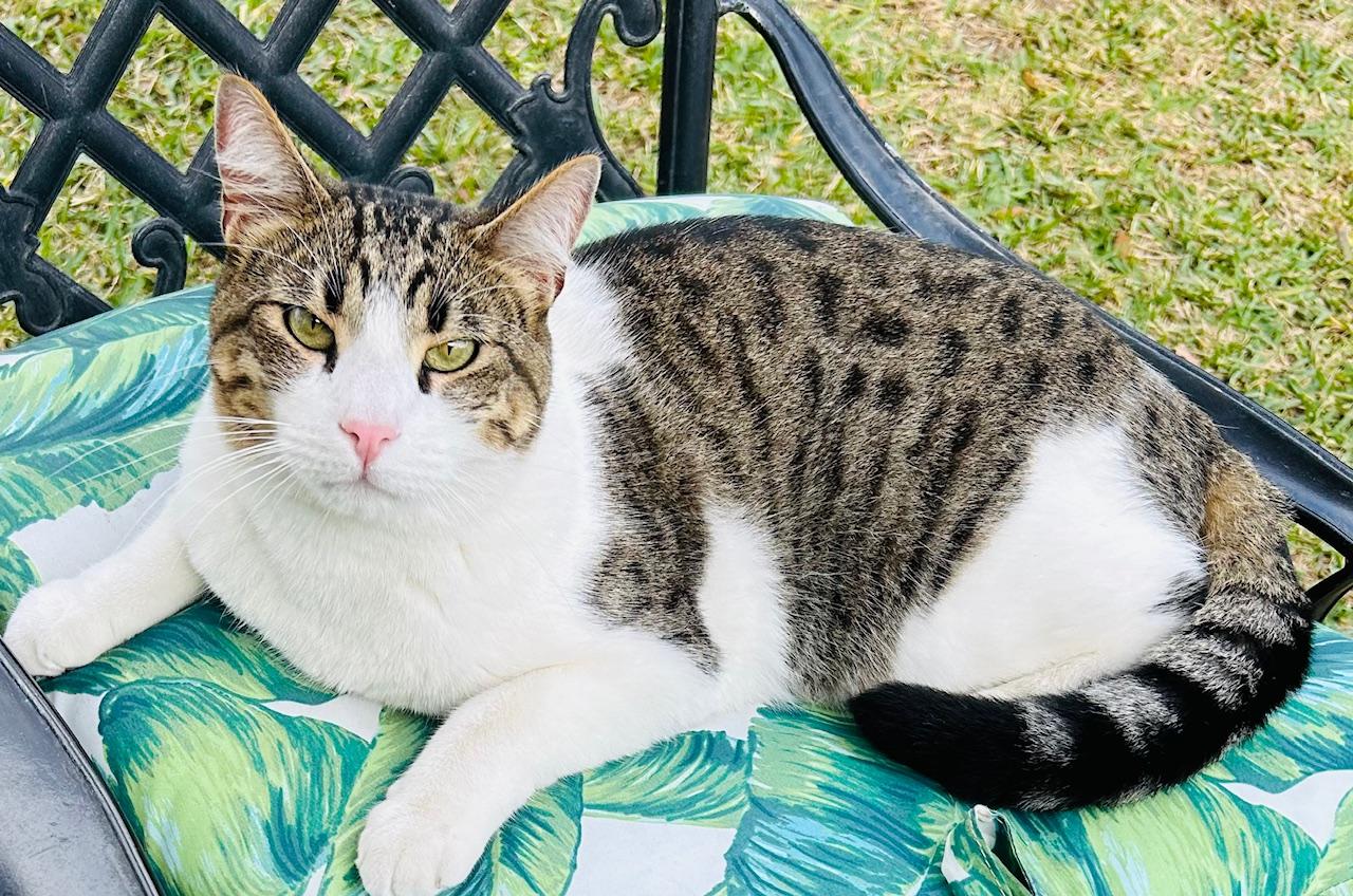 Lenny, Adoptable, Adult Male Domestic Short Hair.