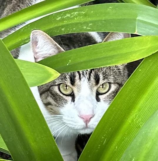 Lenny, a Adoptable Domestic Short Hair in Austin, TX image 2/6